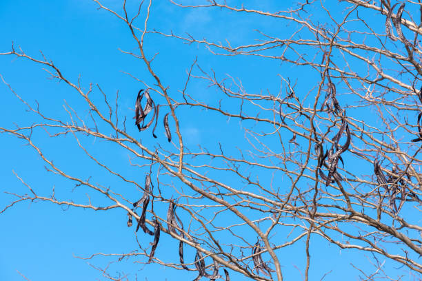 카롭 나무와 과일, 세라토니아 실리쿠아 - ceratonia 뉴스 사진 이미지