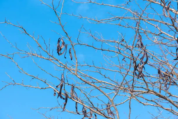 Photo of carob tree and its fruits, ceratonia siliqua