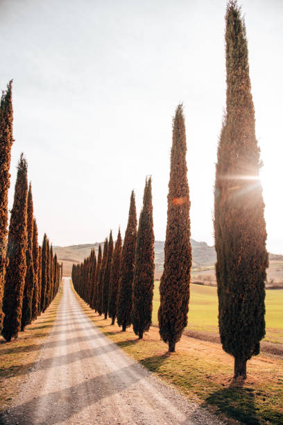 istock sunset road with cypress in tuscany 1296393882