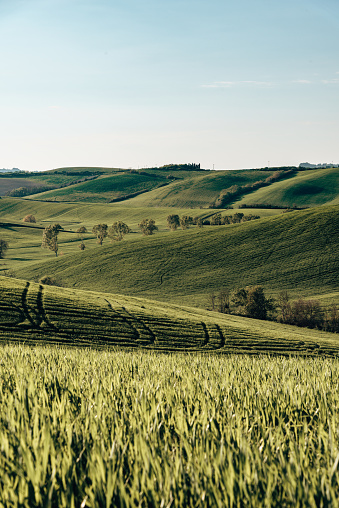 green hills in tuscany
