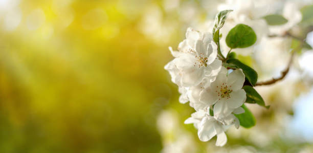 istock Pink and white apple tree flowers in the sunlight outdoors. Spring flowering. Blurred bokeh background. 1296395695
