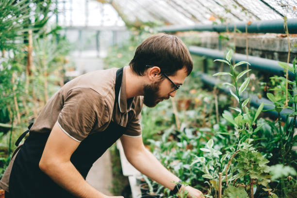 istock Young man gardener environmentalist caring for plants in greenhouse. 1296396283