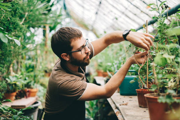 istock Young man gardener environmentalist caring for plants in greenhouse. 1296396344