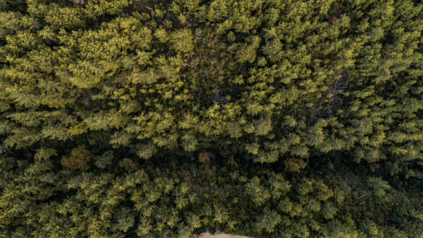 istock Aerial view spring forest. Natural green background 1296398130