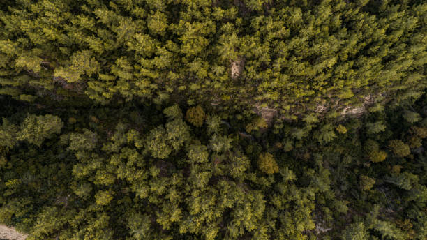 istock Aerial view spring forest. Natural green background 1296398156