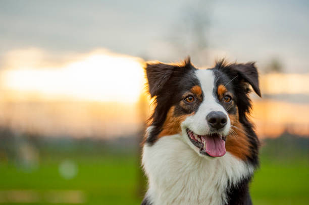 istock Black tricolor Australian Shepherd portrait, outdoors, sunset 1296398320