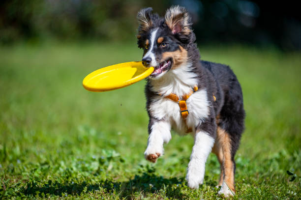 Black tricolor Australian Shepherd puppy running with flying disc in its mouth the puppy is carrying a yellow disc around a field australian shepherd stock pictures, royalty-free photos & images