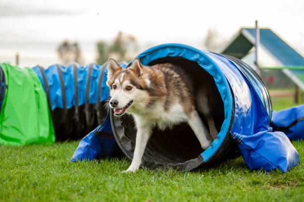 istock Mongrel Dog is coming out of tunnel 1296398403