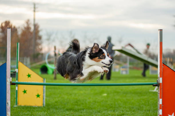 Black tricolor australian shepherd is competing in Dog Agility Dog jumping over an obstacle dog agility stock pictures, royalty-free photos & images