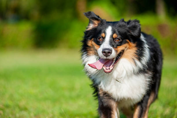 Close up of dog running like crazy with tongue out
