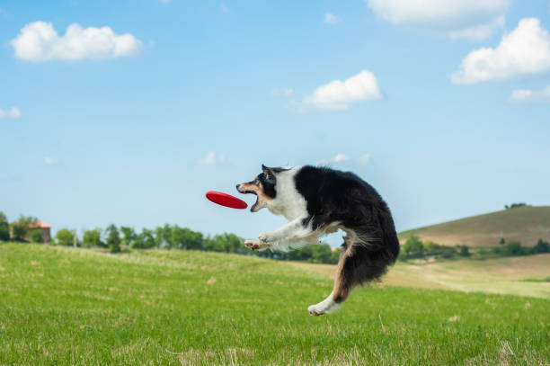 istock Black tricolor Australian Shepherd jumping high to catch a flying disc 1296398428
