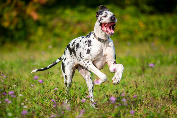 Great dane running like crazy in a natural scenery Close-up action shot great dane stock pictures, royalty-free photos & images