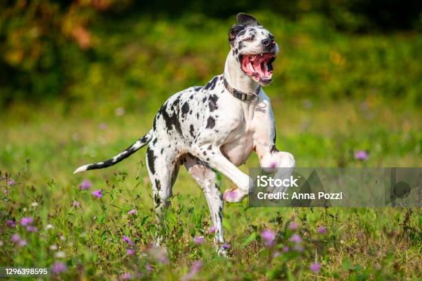 Great Dane Running Like Crazy In A Natural Scenery Stock Photo - Download Image Now - Great Dane, Happiness, Harlequin