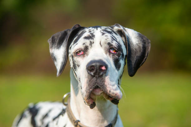 istock Portrait of harlequin great dane 1296399155