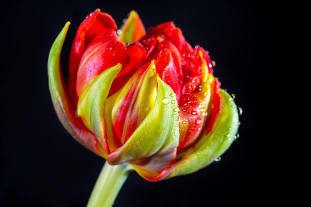 istock Red double dutch tulip flower with waterdrops close up on black background 1296399525