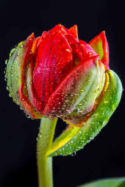 istock Red double dutch tulip flower with waterdrops close up on black background 1296399603