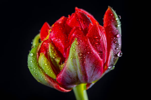 istock Red double dutch tulip flower with waterdrops close up on black background 1296399615