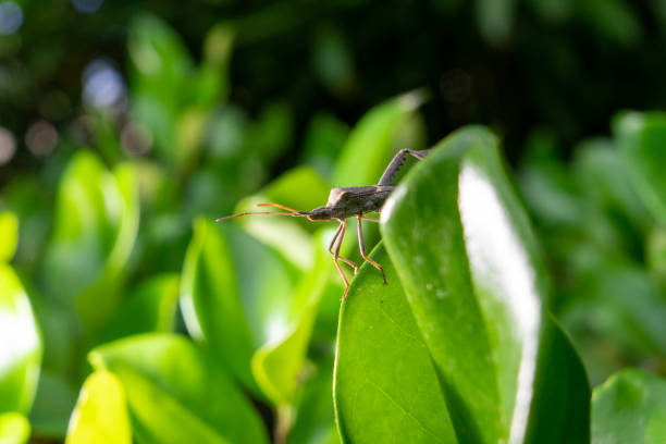 mantide religiosa verde, insetto coreid, insetto squash - cricket locust grasshopper insect foto e immagini stock