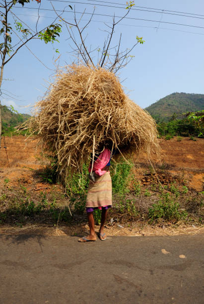 istock agriculture and farming in india 1296400582