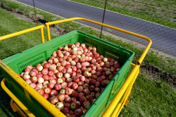 istock apple transport and shipping after harvest 1296400597