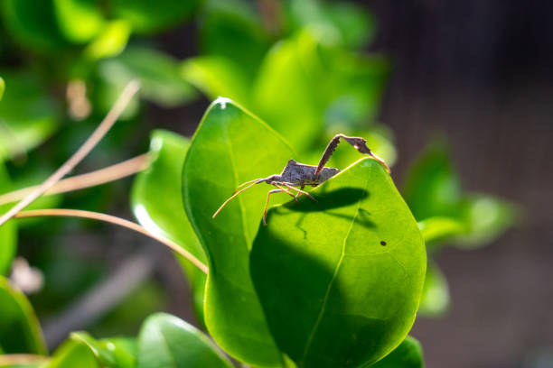 mantide religiosa verde, insetto coreid, insetto squash - cricket locust grasshopper insect foto e immagini stock