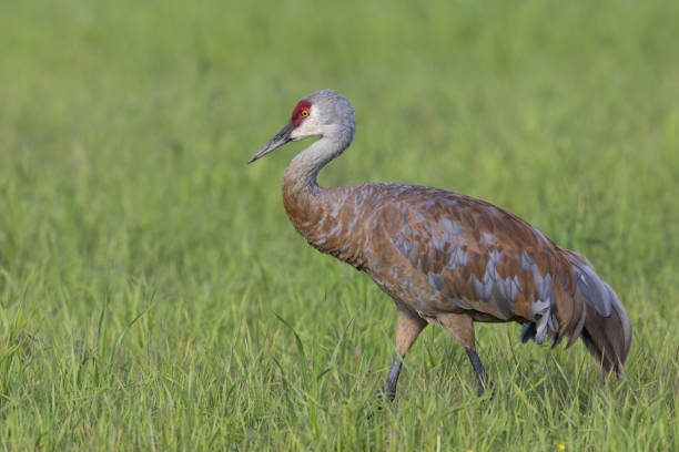 istock Sandhill Crane in Fairbanks Alaska 1296400688
