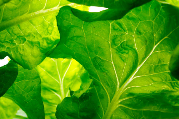 Organic vegetable plant and Garden
