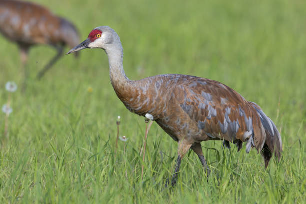 istock Sandhill Crane in Fairbanks Alaska 1296400788