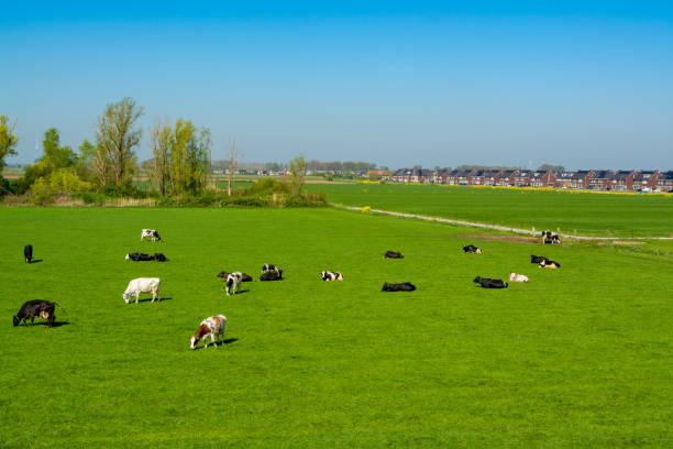 istock Dutch black white cows with milk grazing on green grass pasture 1296400922
