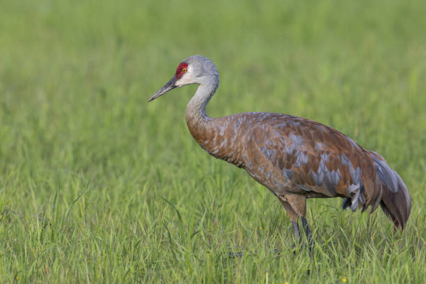 istock Sandhill Crane in Fairbanks Alaska 1296401481