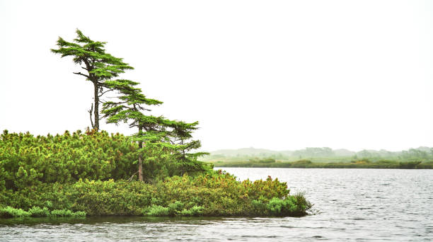 Northern gloomy larch trees, cloudy white sky background, grass and lake. North Sakhalin island, Russia