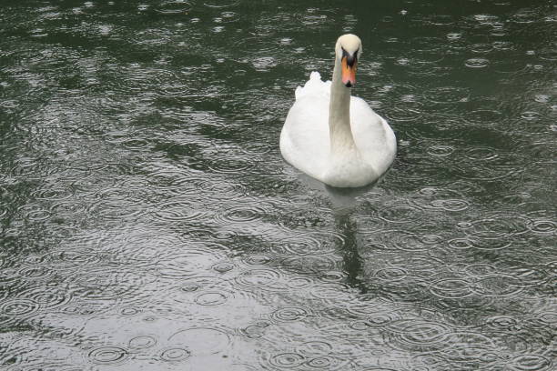 Beautiful swan