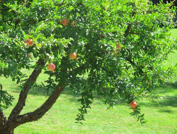 Bright green leaves of a pomegranate tree, round pomegranate fruits light yellow-pink-red, ripening  on tree branches against the background of lush green grass on a sunny summer day