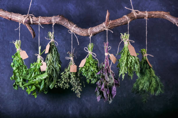 hanging bunches of edible herbs with blank tags on a curved wooden crossbar - tarragon close up herb bunch imagens e fotografias de stock