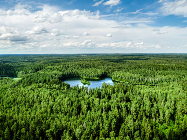 istock Top view of a forest lake. 1296405231