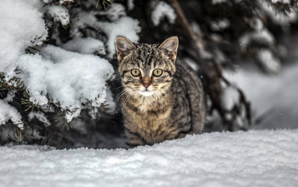 istock Little cat plays in the snow 1296406138