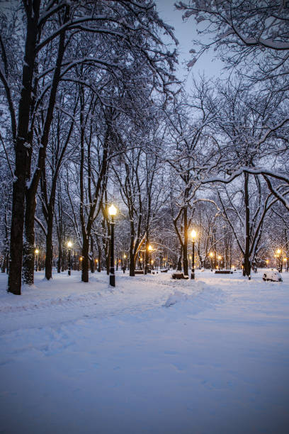 istock Snowy city park on a winter night 1296406343