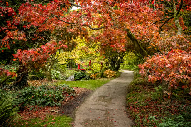 осенний цвет в дендрарии бэтсфорда - tree area japanese fall foliage japanese maple autumn стоковые фото и изображения