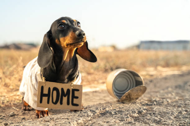 istock Unhappy dog in dirty clothes with plate Home by empty can 1296409618