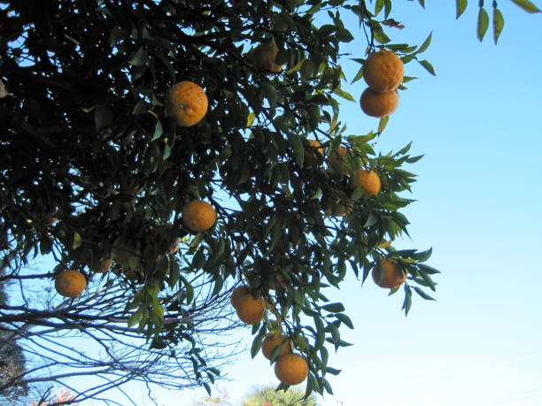 istock Yuzu tree with lots of fruit 1296410436