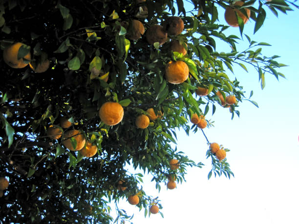 istock Yuzu tree with lots of fruit 1296410448