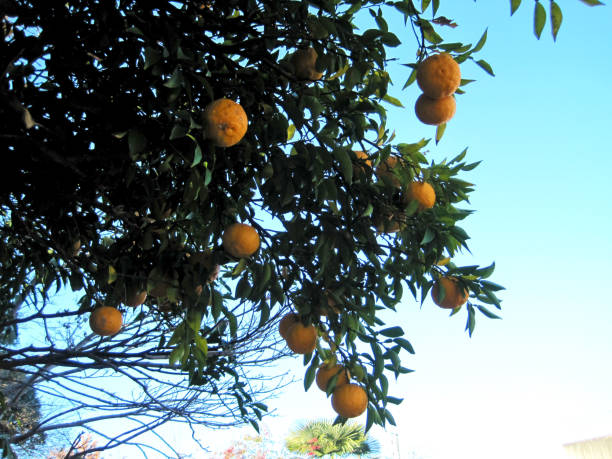 istock Yuzu tree with lots of fruit 1296410450