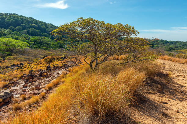 Guanacaste Tree, Rincon de la Vieja, Costa Rica Volcanic landscape with guanacaste tree (Enterolobium cyclocarpum), Rincon de la Vieja national park, Costa Rica. fumarole photos stock pictures, royalty-free photos & images