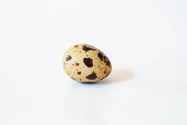 One Spotted Quail Eggs on a Kitchen Counter Top Spotted brown and white Quail egg set on a counter top as a background coturnix quail stock pictures, royalty-free photos & images