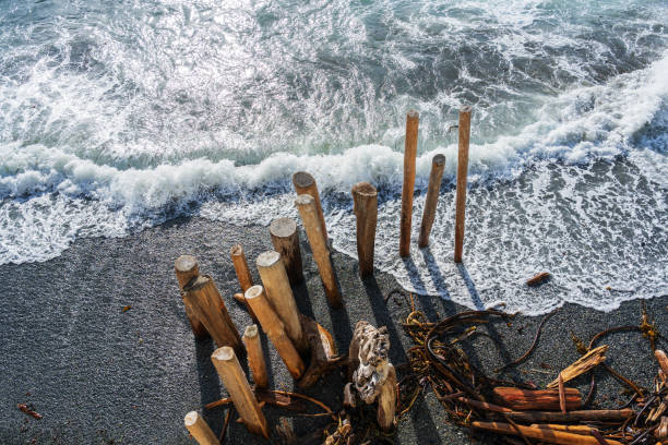 River sandy shore with tree stumps.