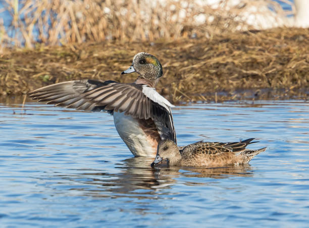 istock American Wigeon Ducks in Spring 1296412403