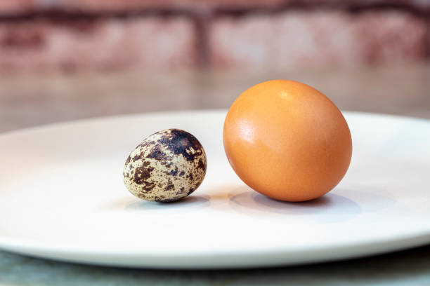 One small spotted quail egg and one chicken egg on a plate A beige and white spotted quail egg and a brown chicken egg on a white plate coturnix quail stock pictures, royalty-free photos & images