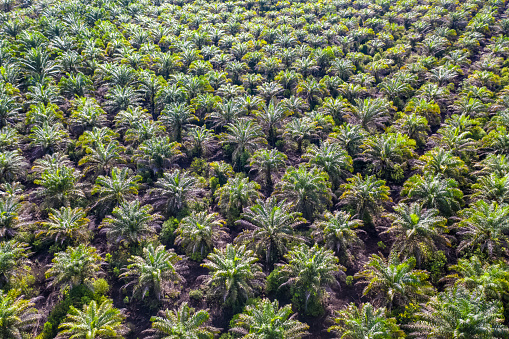 Aerial view of palm oil plantation At Beaufort Sabah, Borneo. Aerial view