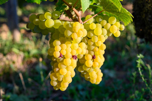 Green vineyards located on hills of  Jura French region, white savagnin grapes ready to harvest and making white and special jaune wine, France Green vineyards located on hills of  Jura French region, white savagnin grapes ready to harvest and making white and special jaune wine, close up jura stock pictures, royalty-free photos & images