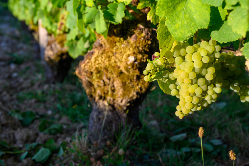 Green vineyards located on hills of  Jura French region, white savagnin grapes ready to harvest and making white and special jaune wine, close up